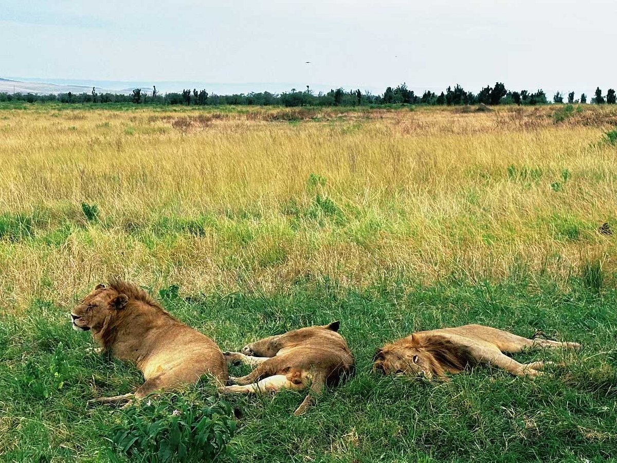 A stunning view of wildlife on the plains